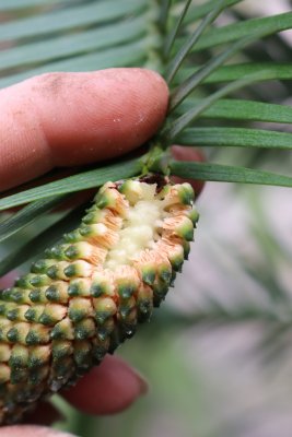 Wollemia nobilis - wolemie vznešená - samčí šištice detail (2)